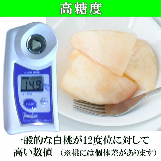 清水白桃 中大玉 大玉 特大玉 約1.2キロ