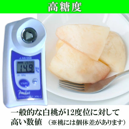 清水白桃 中大玉 大玉 特大玉 約1.2キロ