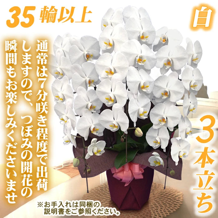 胡蝶蘭大輪35輪3本立ち