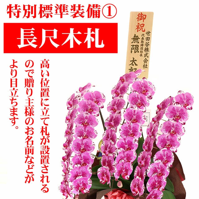 胡蝶蘭大輪45輪3本立ち（レッドライオン）