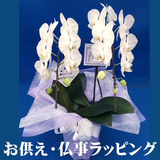 胡蝶蘭 ミディ 18輪 2本立ち