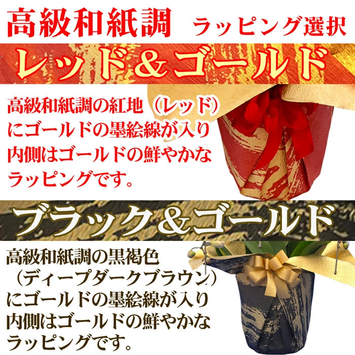 胡蝶蘭大輪45輪3本立ち（レッドライオン）