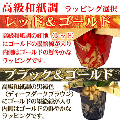 胡蝶蘭大輪45輪3本立ち（レッドライオン）