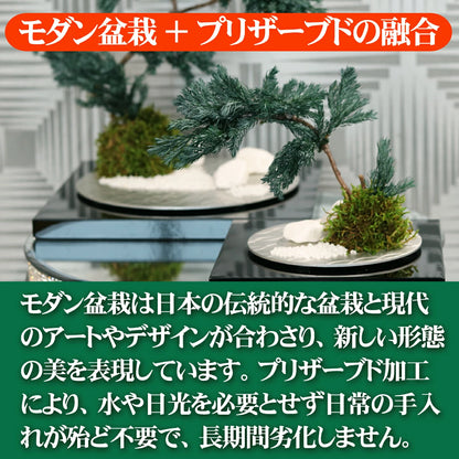 枯れない 盆栽 プリザーブドフラワー 漆 松 ギフト