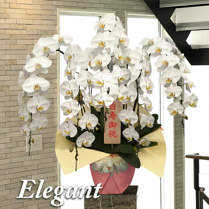 胡蝶蘭大輪65輪5本立ち
