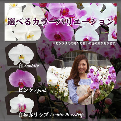 胡蝶蘭　大輪　50輪　3本立ち