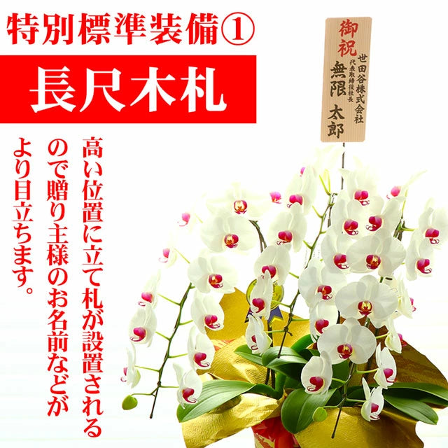 胡蝶蘭大輪3本立ち45輪SE