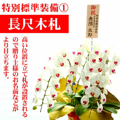 胡蝶蘭大輪3本立ち45輪SE