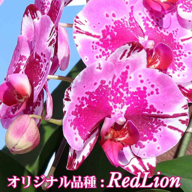 胡蝶蘭大輪45輪3本立ち（レッドライオン）