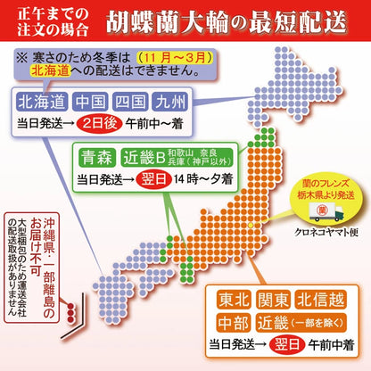 胡蝶蘭大輪45輪3本立ち