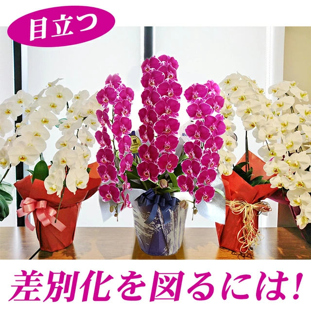 胡蝶蘭大輪45輪3本立ち（レッドライオン）