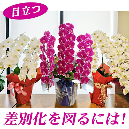 胡蝶蘭大輪45輪3本立ち（レッドライオン）