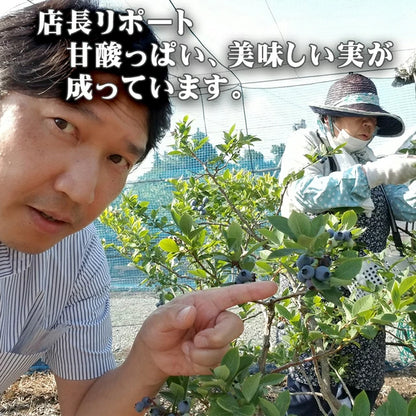 栃木県 生 ブルーベリー 大粒 1kg （約500g×2パック）