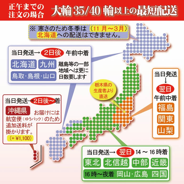 胡蝶蘭大輪3本立ち45輪SE