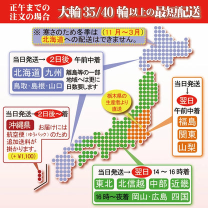胡蝶蘭大輪3本立ち45輪SE