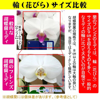 胡蝶蘭 ミディ 27輪 3本立ち
