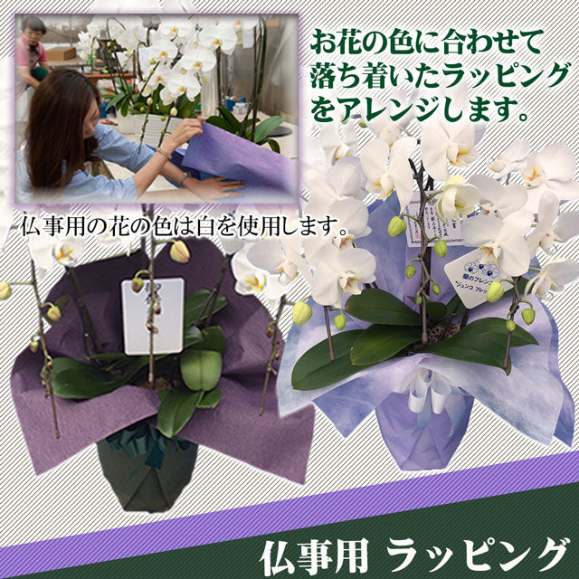 胡蝶蘭大輪45輪3本立ち