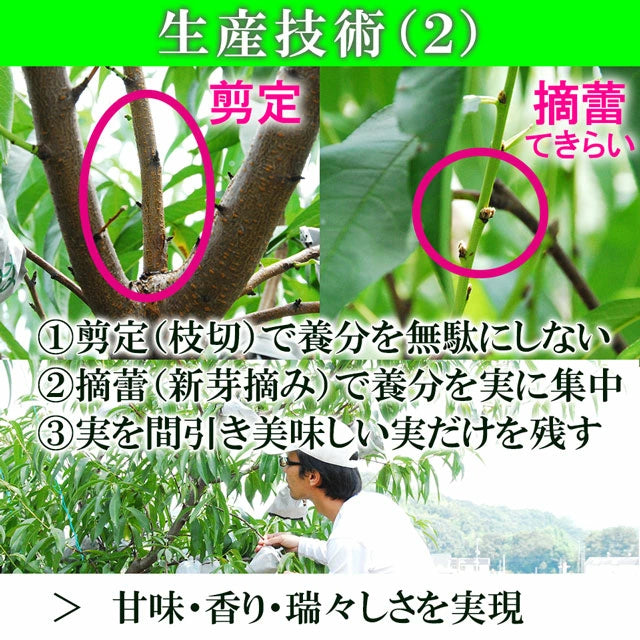 清水白桃 中大玉 大玉 特大玉 約1.2キロ