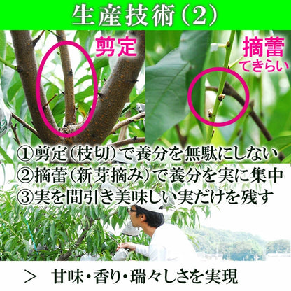 清水白桃 中大玉 大玉 特大玉 約1.2キロ