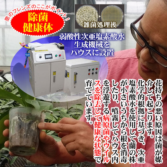 胡蝶蘭大輪40輪3本立ち41輪以上