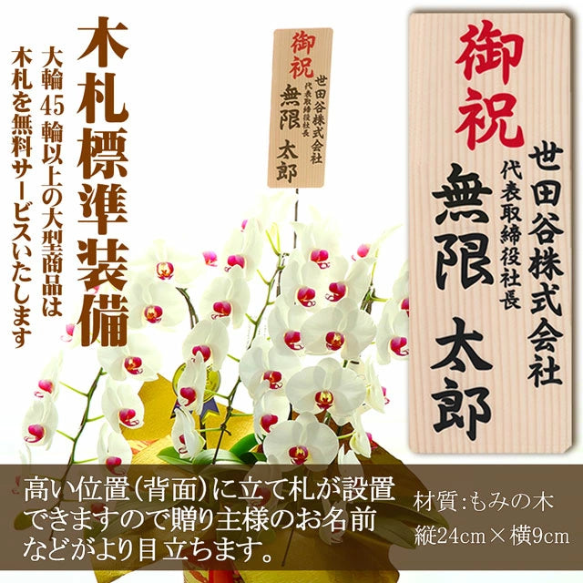 胡蝶蘭大輪45輪3本立ち