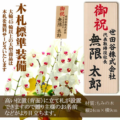 胡蝶蘭大輪45輪3本立ち