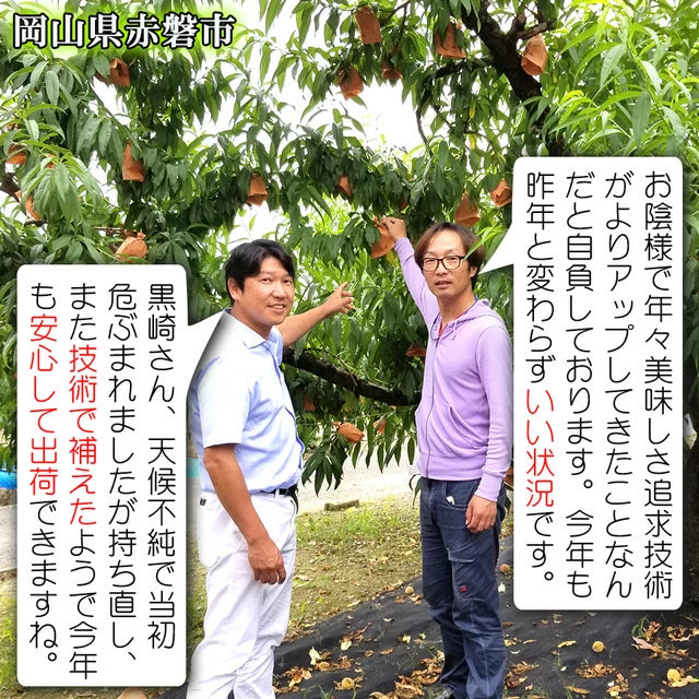 清水白桃 中大玉 大玉 特大玉 約1.2キロ