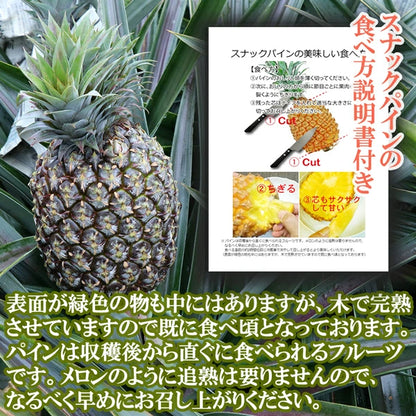 パイナップル ちぎって食べる スナックパイン 沖縄県 大玉 Lサイズ 2kg (約1kg×2玉)