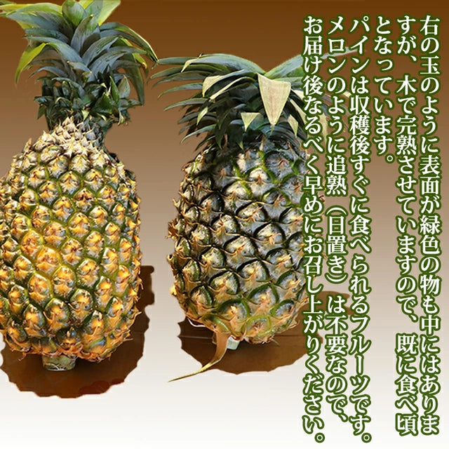 パイナップル ちぎって食べる スナックパイン 沖縄県 大玉 Lサイズ 2kg (約1kg×2玉)
