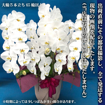 胡蝶蘭 5本立ち 大輪 75輪以上