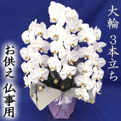 胡蝶蘭大輪35輪3本立ち
