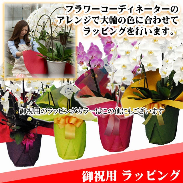 胡蝶蘭ミディ60輪5本立ち