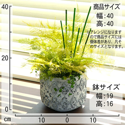 観葉植物 フェイクグリーン ペラ