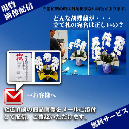 胡蝶蘭大輪45輪3本立ち
