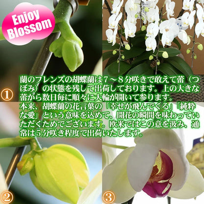 胡蝶蘭大輪65輪5本立ち