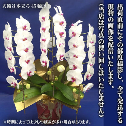胡蝶蘭大輪45輪3本立ち