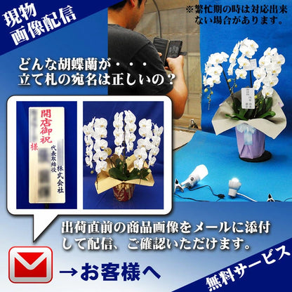 胡蝶蘭大輪3本立ち45輪SE