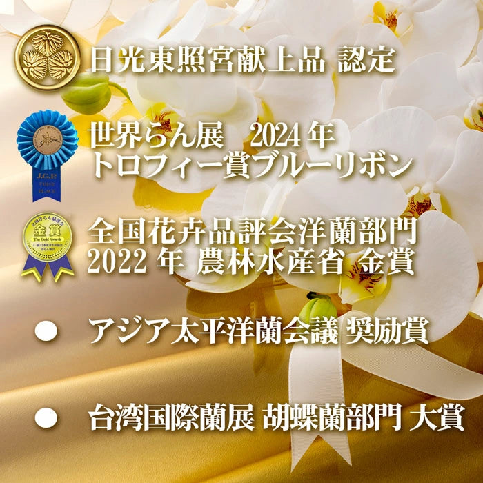 胡蝶蘭大輪65輪5本立ち