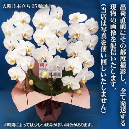 胡蝶蘭大輪35輪3本立ち