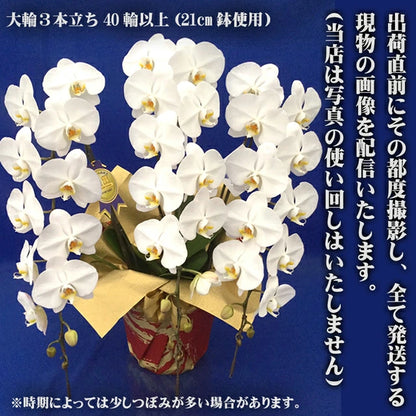 胡蝶蘭大輪3本立ち45輪SE