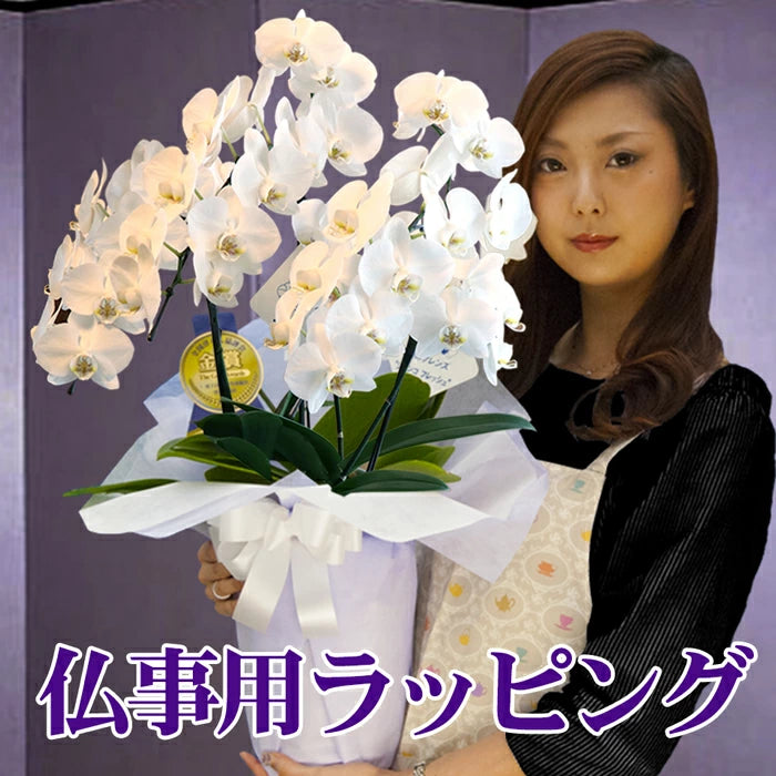 胡蝶蘭 ミディ 18輪 2本立ち