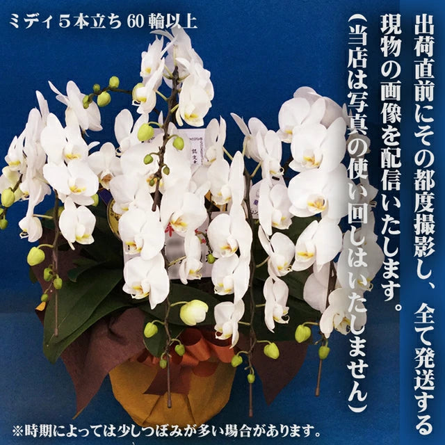 胡蝶蘭ミディ60輪5本立ち