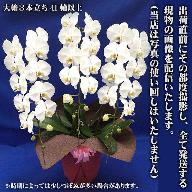胡蝶蘭大輪40輪3本立ち41輪以上