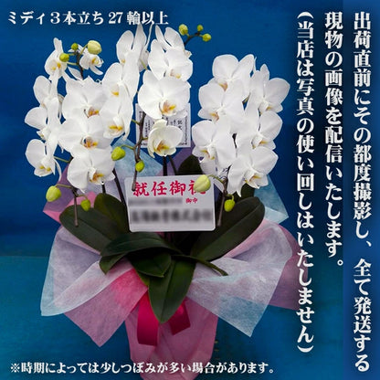 胡蝶蘭 ミディ 27輪 3本立ち