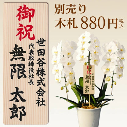 胡蝶蘭大輪40輪3本立ち41輪以上