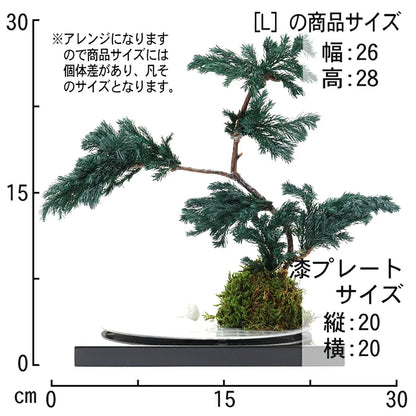 枯れない 盆栽 プリザーブドフラワー 漆 松 ギフト