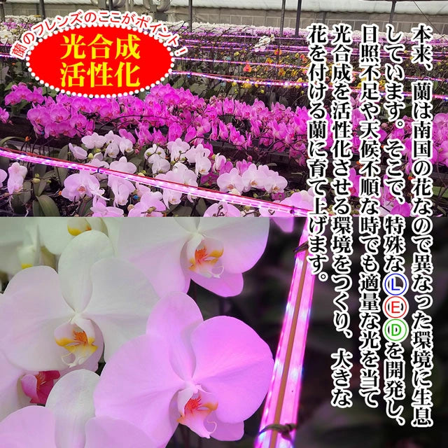 けんちゃん　中国大明萬暦年製五彩人物花文輪花鉢直径約36㎝V　R7864C 楽天市場】胡蝶蘭 大輪 5本立ち60輪 胡蝶蘭 ギフト 胡蝶蘭