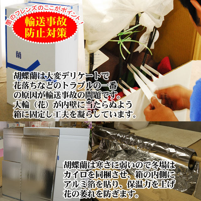 胡蝶蘭　大輪　50輪　3本立ち