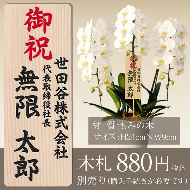胡蝶蘭ミディ60輪5本立ち