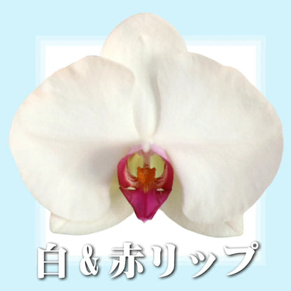 胡蝶蘭　大輪　50輪　3本立ち